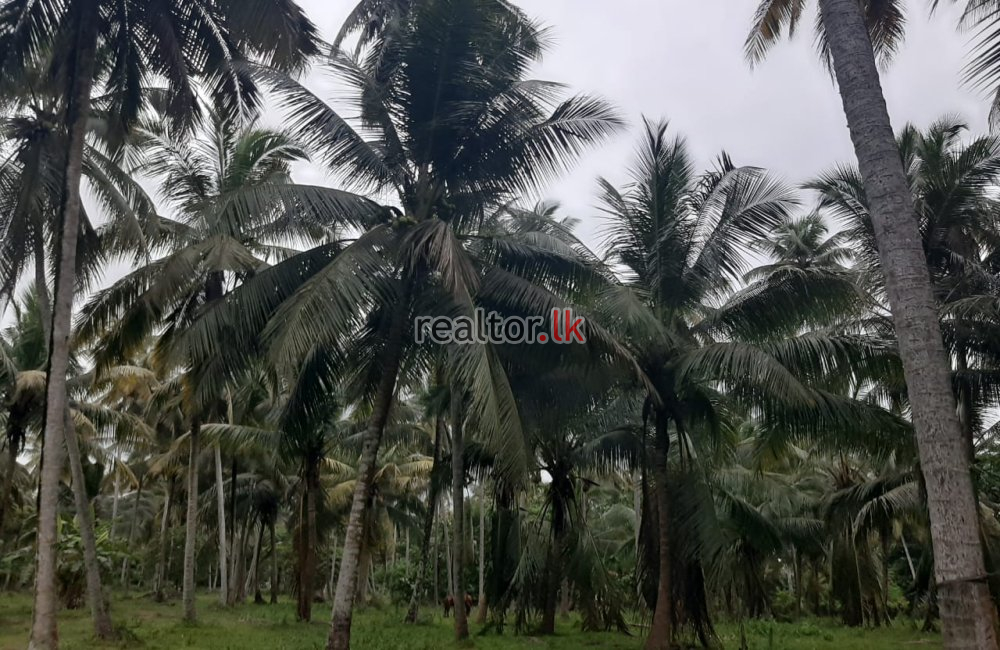 Coconut Estate For Sale At Dankotuwa