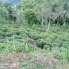 Mixed Plant Estate For At Ingiriyawatta