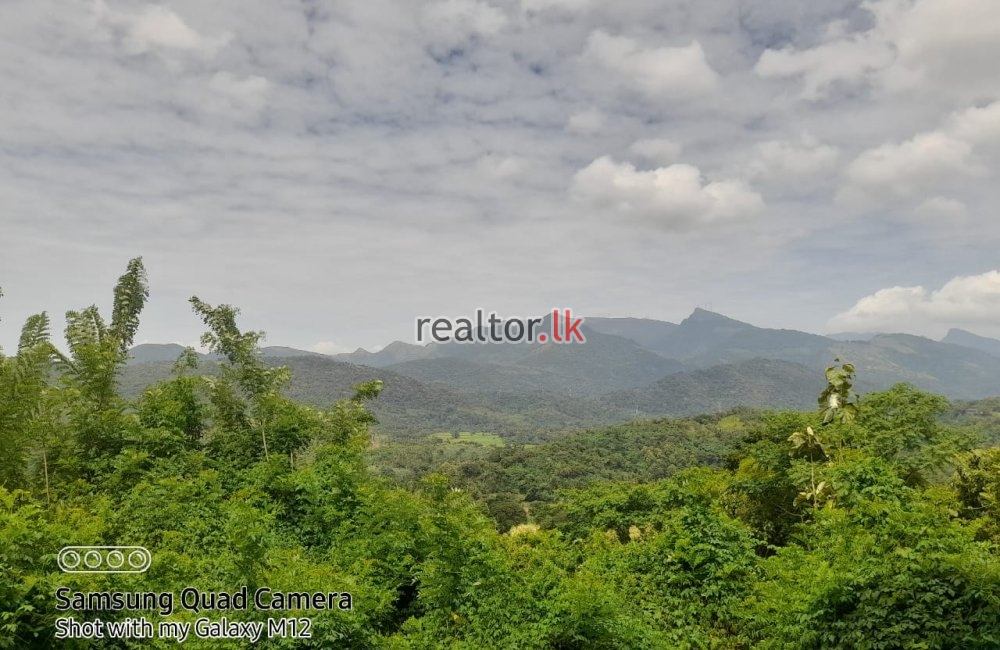 Mixed Plant Estate For Sale In Madawala Matale