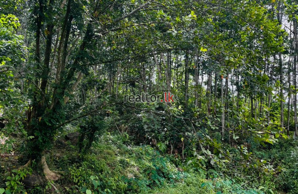 Rubber Estate For Sale At Kirindiwela