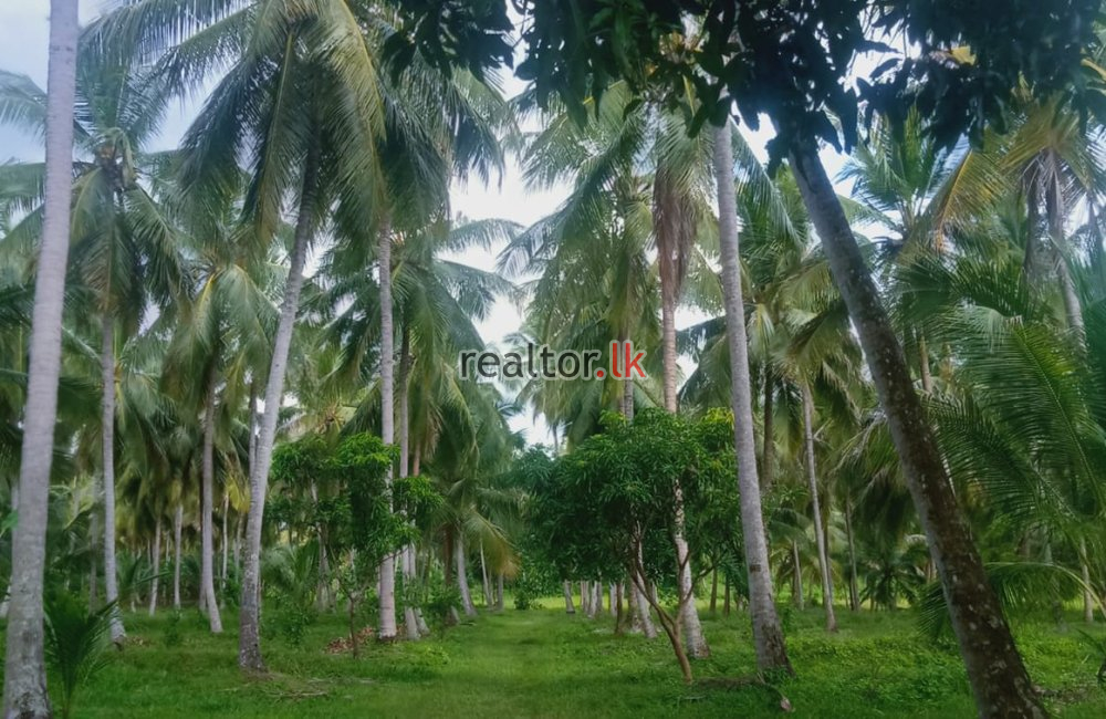 Coconut Estate In Kurunegala For Sale