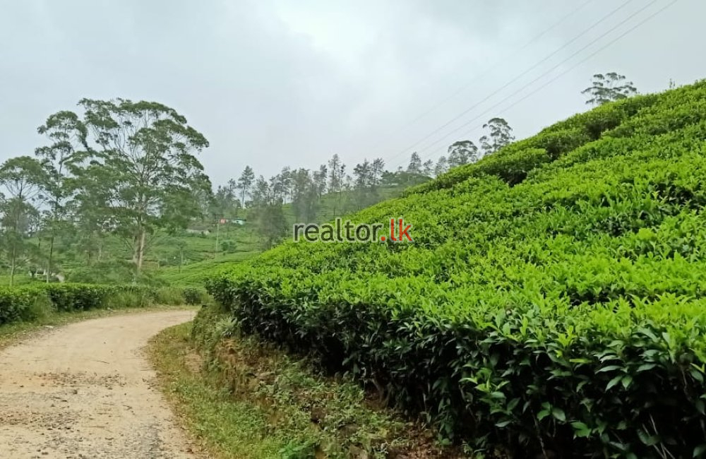 Hatton Tea Estate For Sale