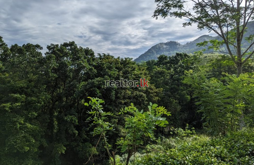 Tea Estate For Sale In Hiniduma Galle