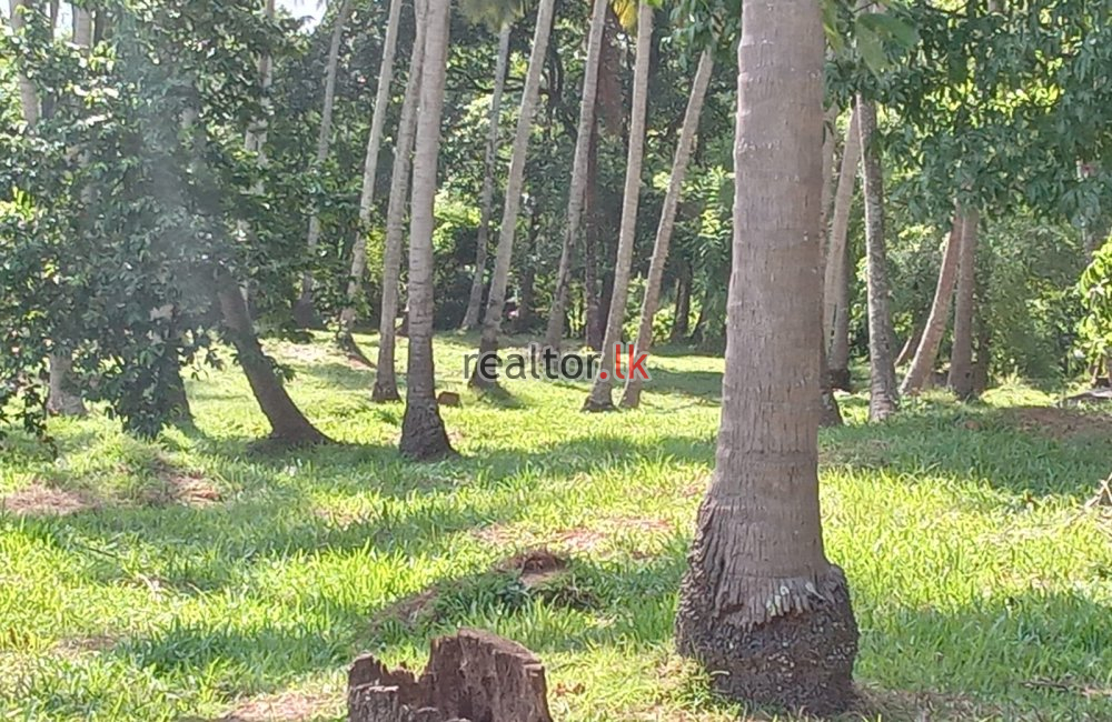 Coconut Estate For Sale At Kurunegala