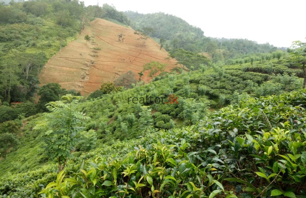 Tea Estate For Sale At Deniyaya