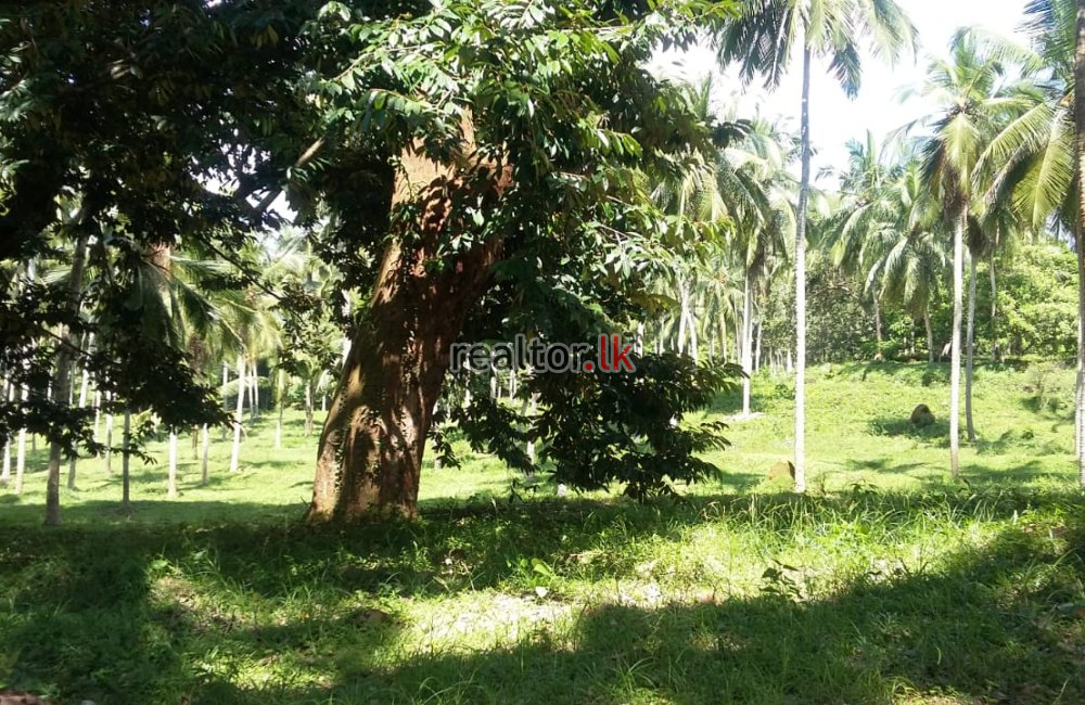 Coconut Estate For Sale At Pasyala