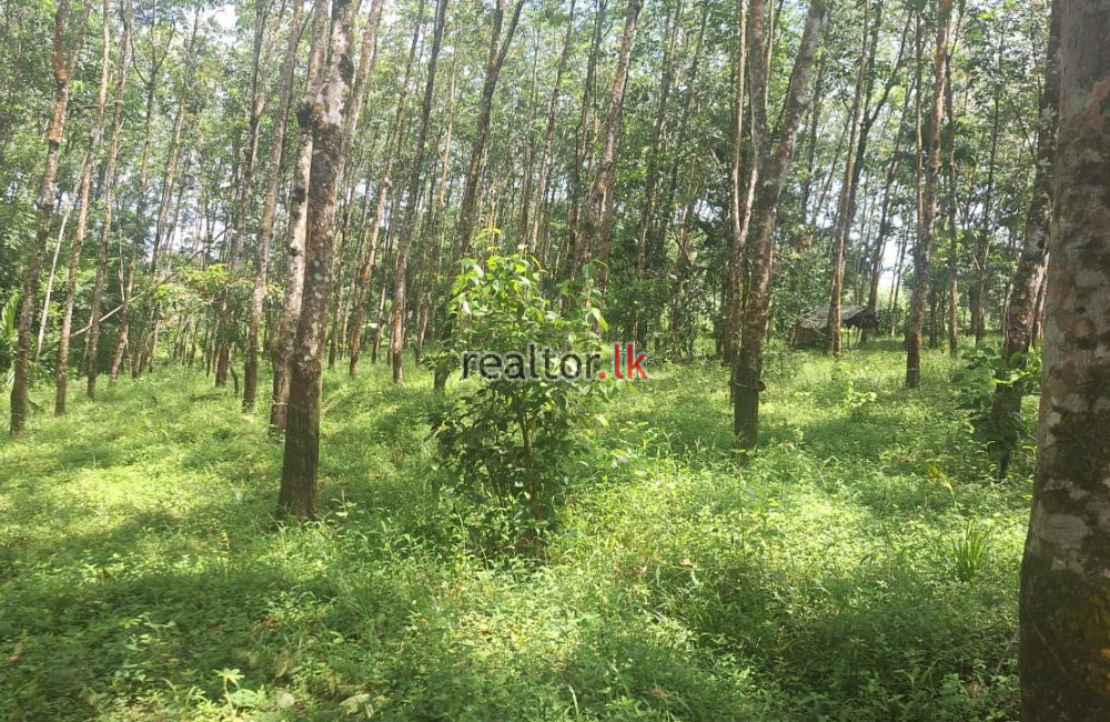 Rubber Estate For Sale At Pahala Naragala Horana