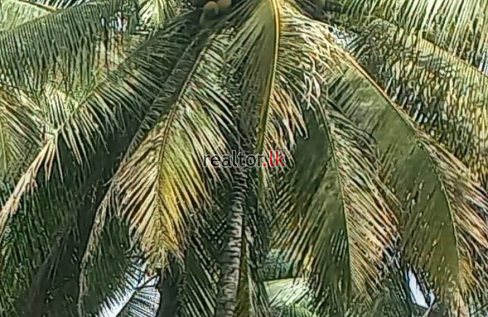 Coconut Estate For Sale At Colombo Rd Kurunegala