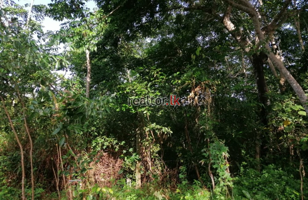 Facing Madu River Land For Sale