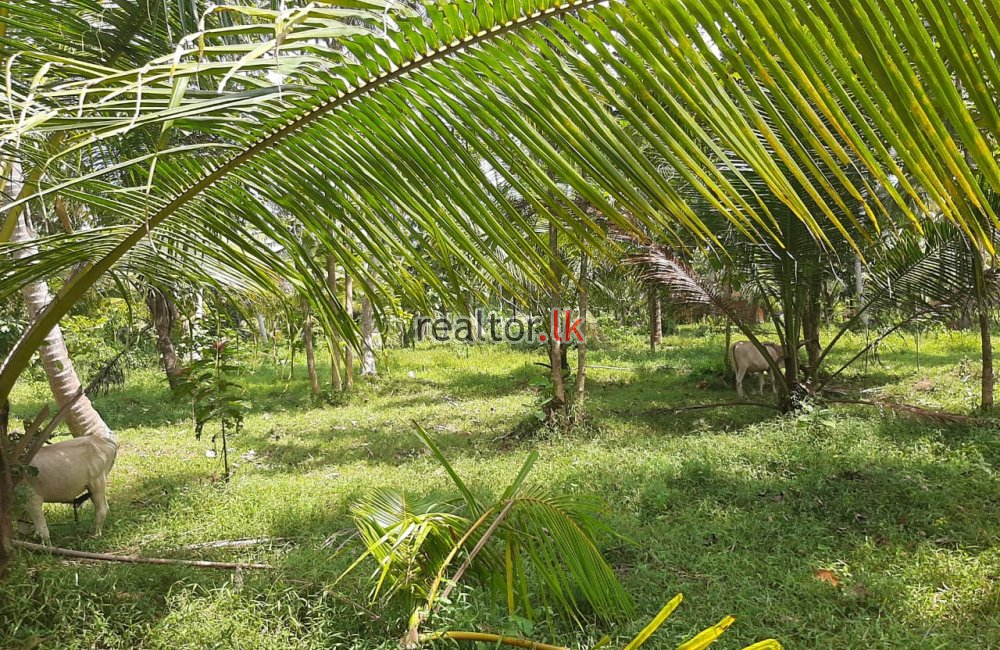 Facing Divulapitiya Rd 15A Land For Sale