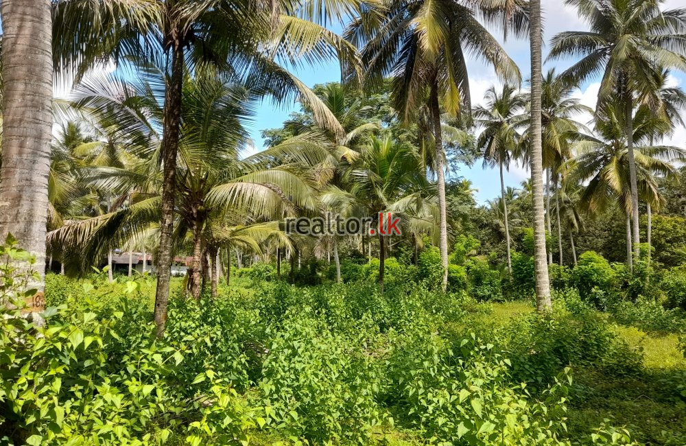 Coconut Estate For Sale At Horombawa Kuliyapitiya