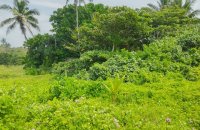 Seaview Land For Sale In Kahawa Hikkaduwa