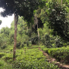 Tea Estate For Sale At Yatagar Ratnapura