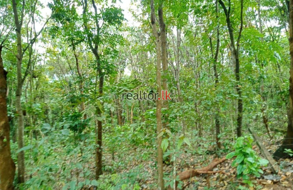 Mahogany Estate For Sale At Matale