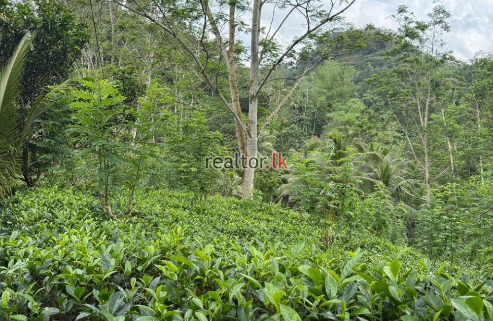 Tea Estate For Sale In Kottawa Galle