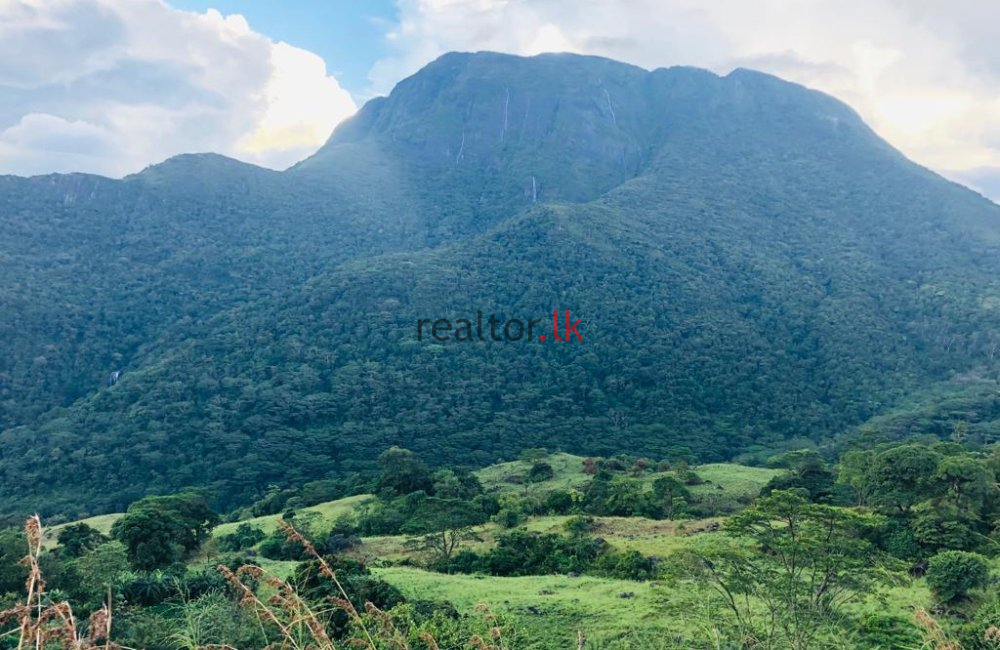 Matale Mixed Plant Estate For Sale