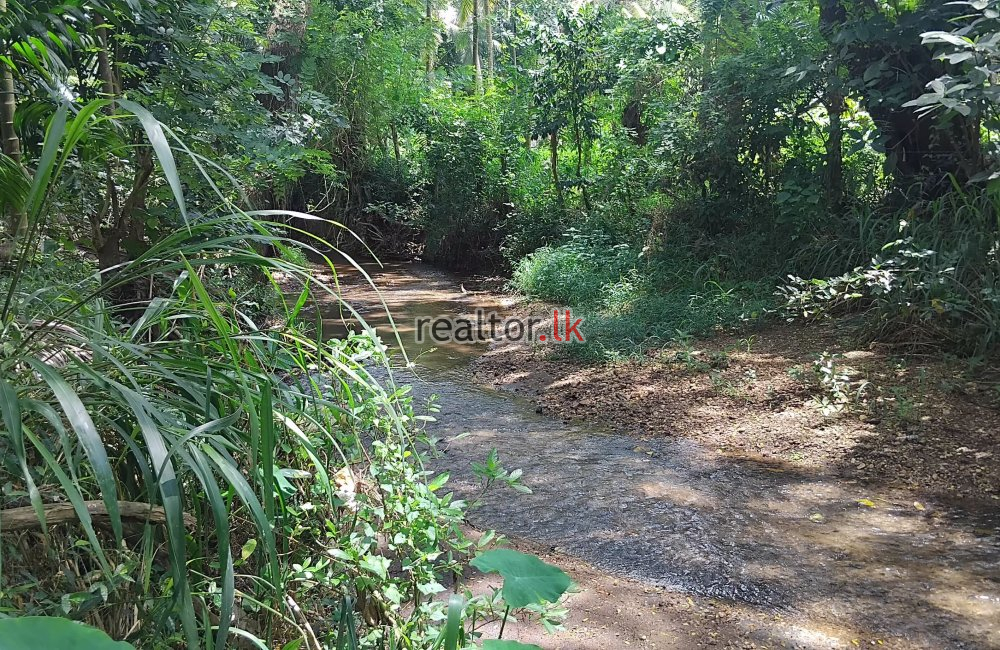 Coconut Estate In Melsiripura Kurunegala