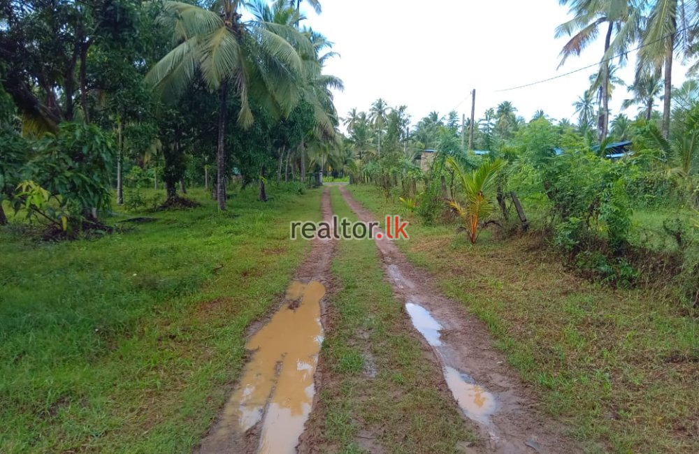 Coconut Estate For Sale Facing Main Rd Chilaw