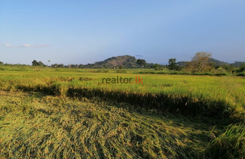 Mix Plant Estate For Sale In Monaragala