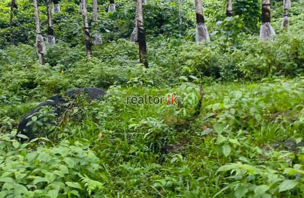 Rubber Estate For Sale At Kirindiwela