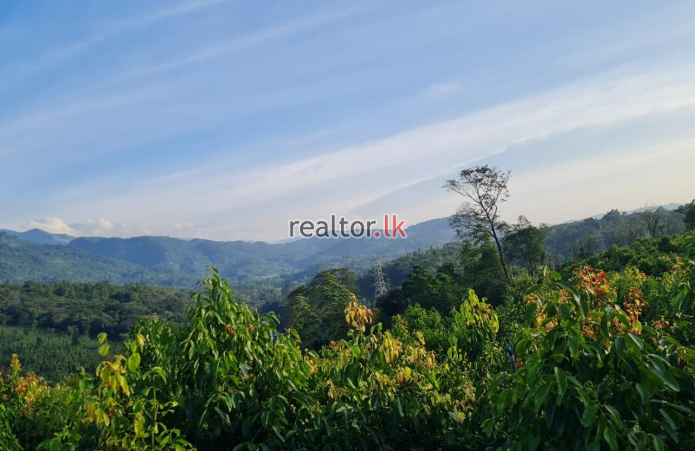 Mixed Plant Estate For Sale At Matale