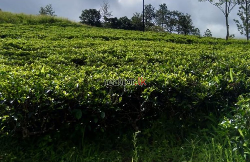 Tea Estate For Sale At Panvila Kandy