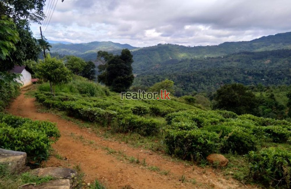 Tea Estate For Sale At Panvila Kandy