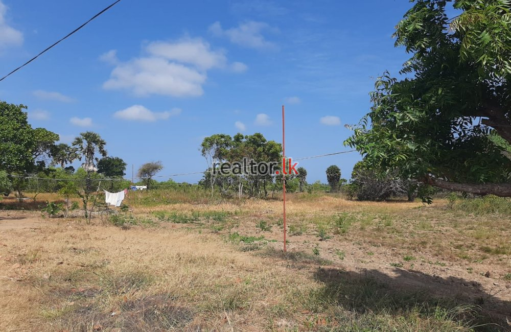 Coconut Estate For Sale At Mundalama Chilaw