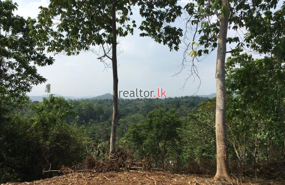 Coconut Estate For Sale In Okewela Hambantota