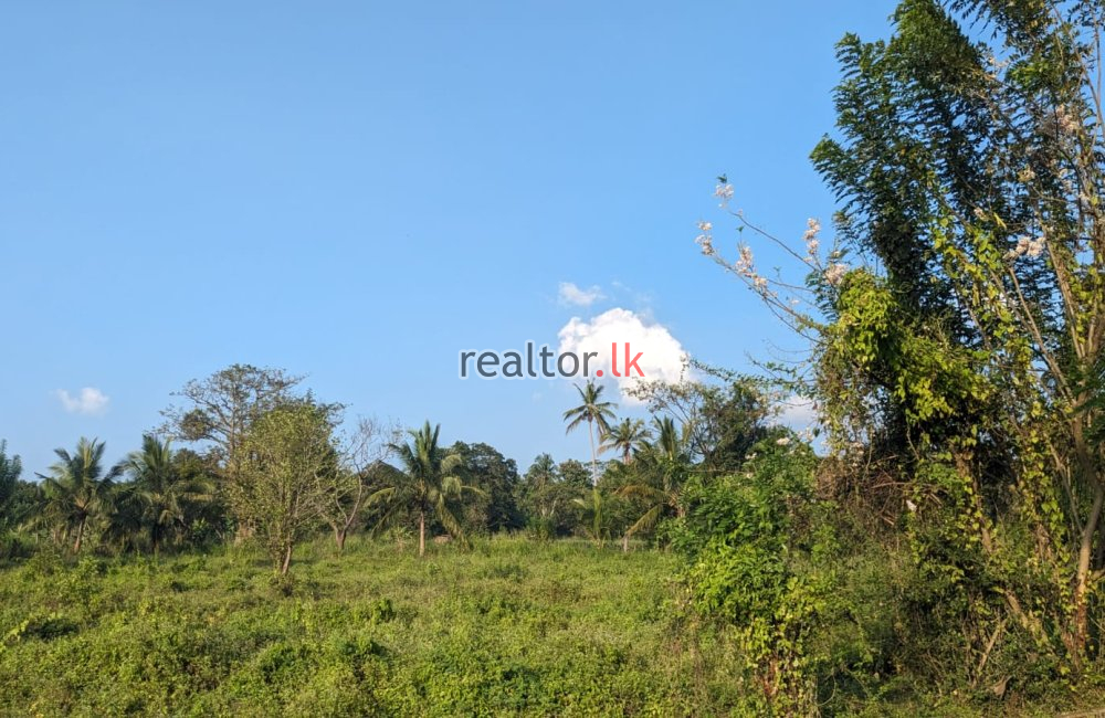 5.5 Acres Land For Sale At Dambulla