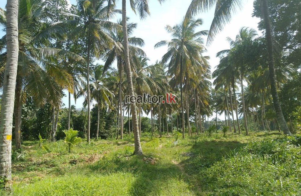 Lakefront Coconut Estate At Millawana Matale