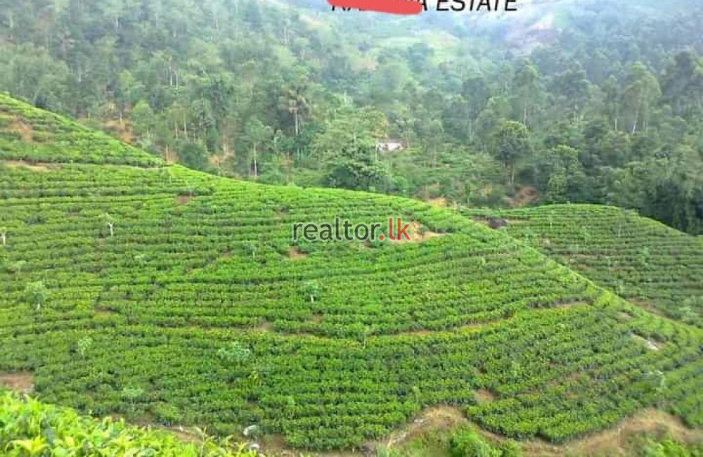 Kandy Tea Estate + Factory For Sale