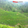 Kandy Tea Estate + Factory For Sale