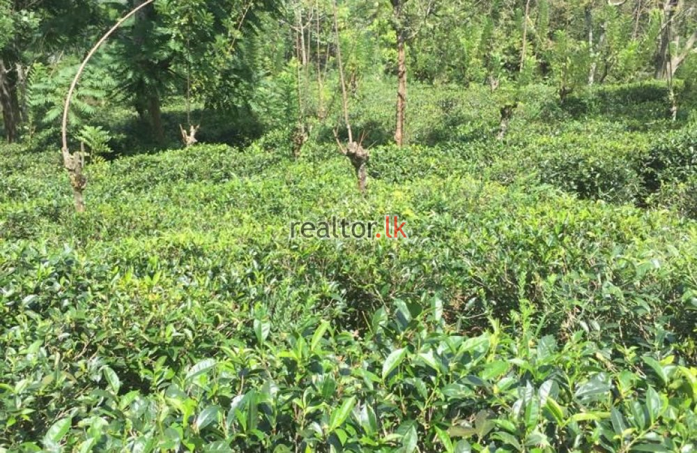 Tea Estate For Sale At Hewaheta