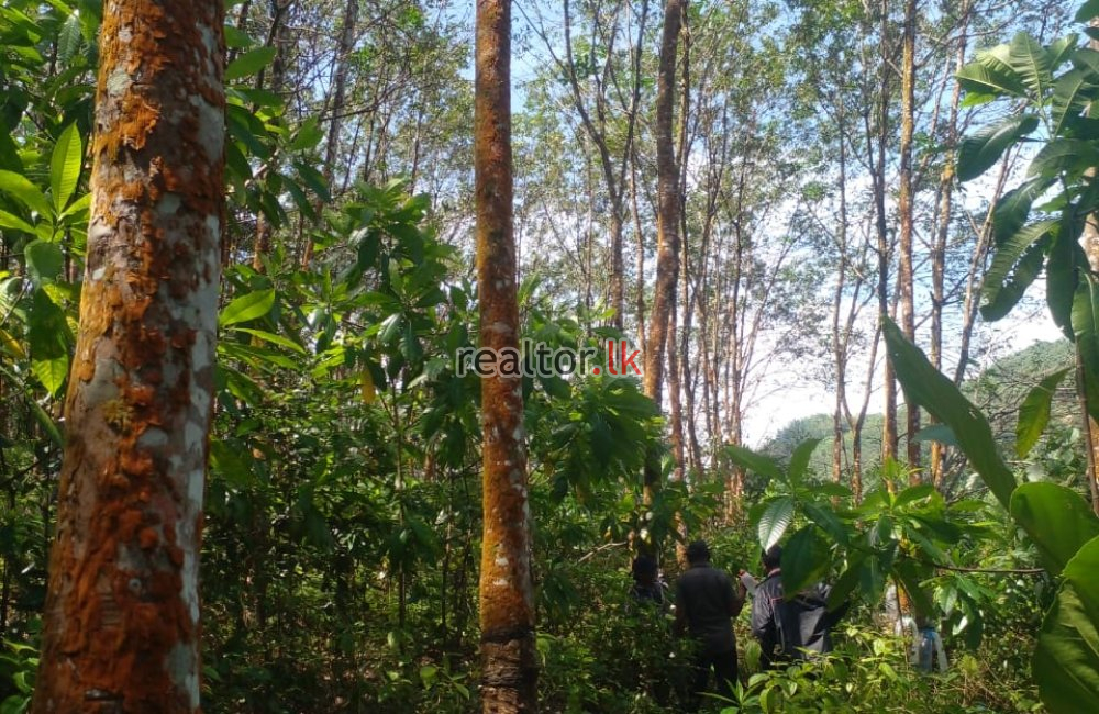 Rubber Estate With Factory Sale In Eheliyagoda