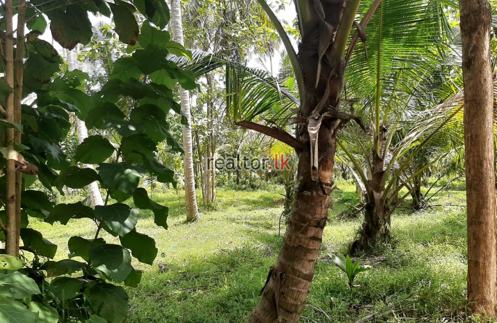 Facing Divulapitiya Rd 15A Land For Sale