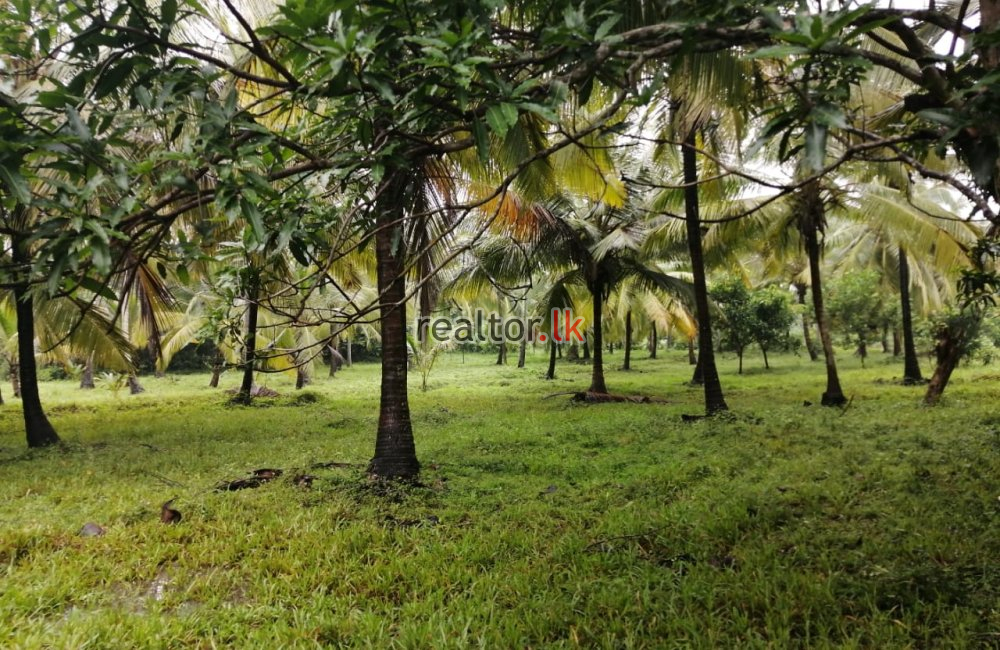 Coconut Estate For Sale At Ibbagamuwa Kurunegala