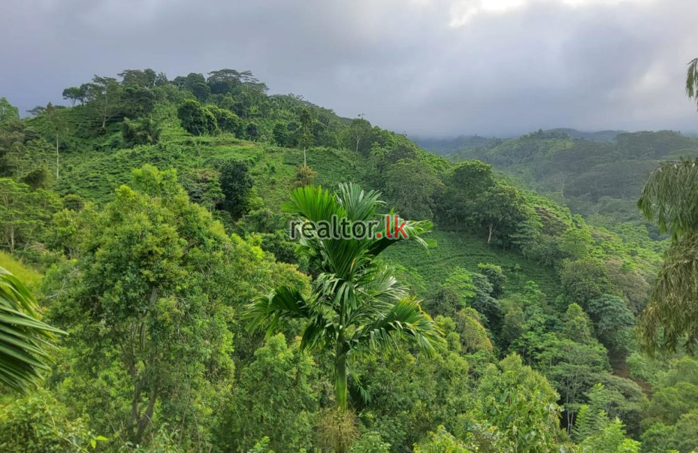 Mixed Plant Estate For Sale At Deniyaya