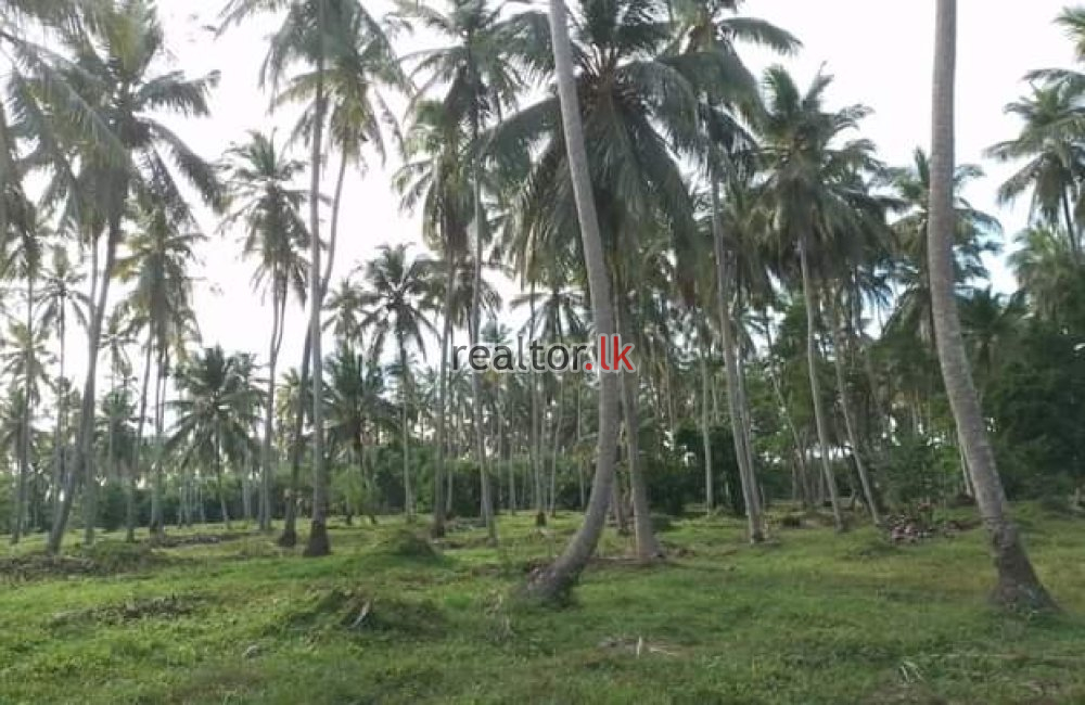 Coir Fiber Factory For Sale In Wariyapola