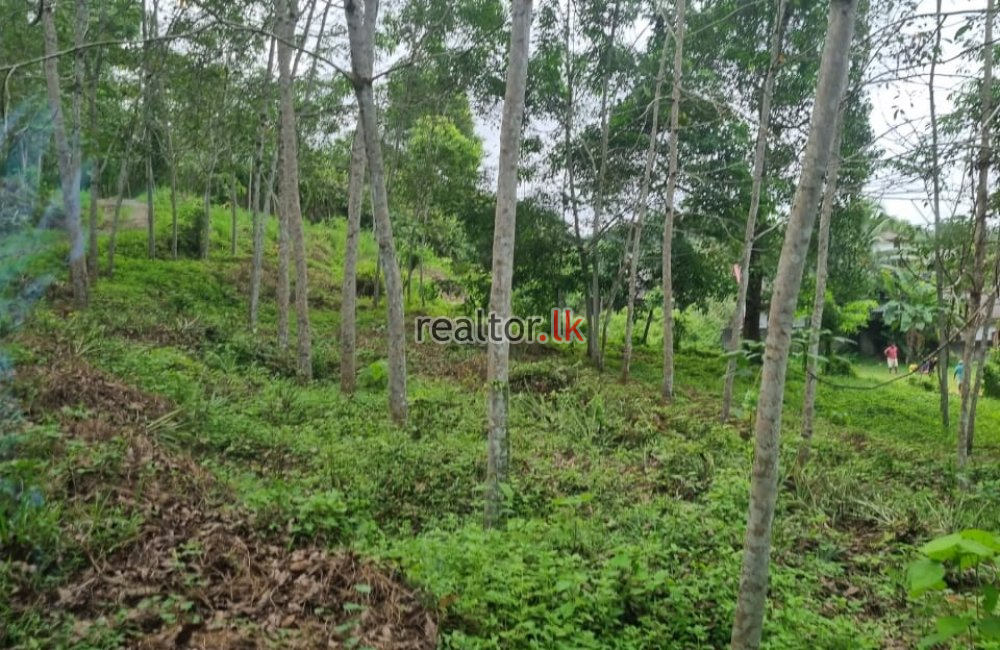 Rubber Estate For Sale At Horana