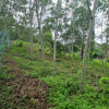 Rubber Estate For Sale At Horana