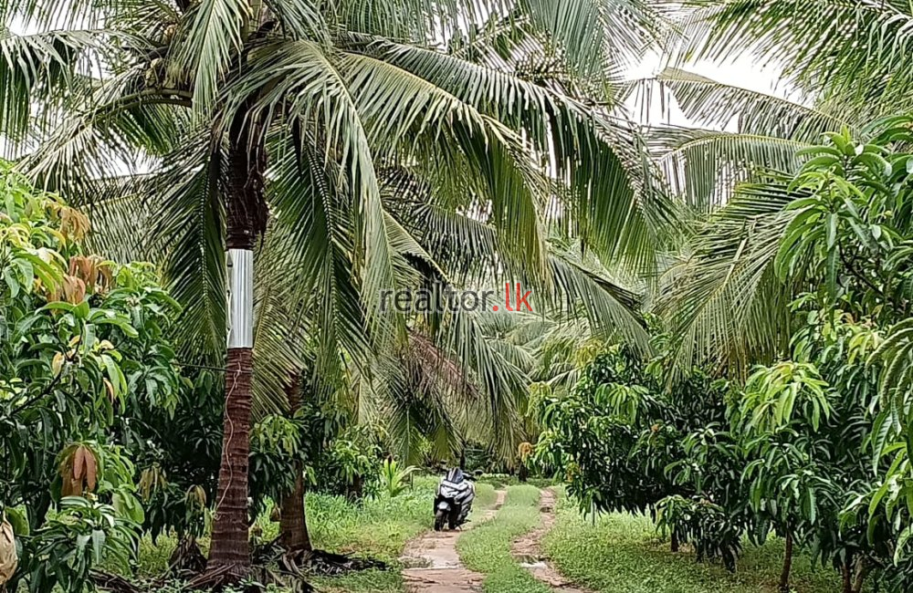 Mix Plant Estate For Sale At Puttalam