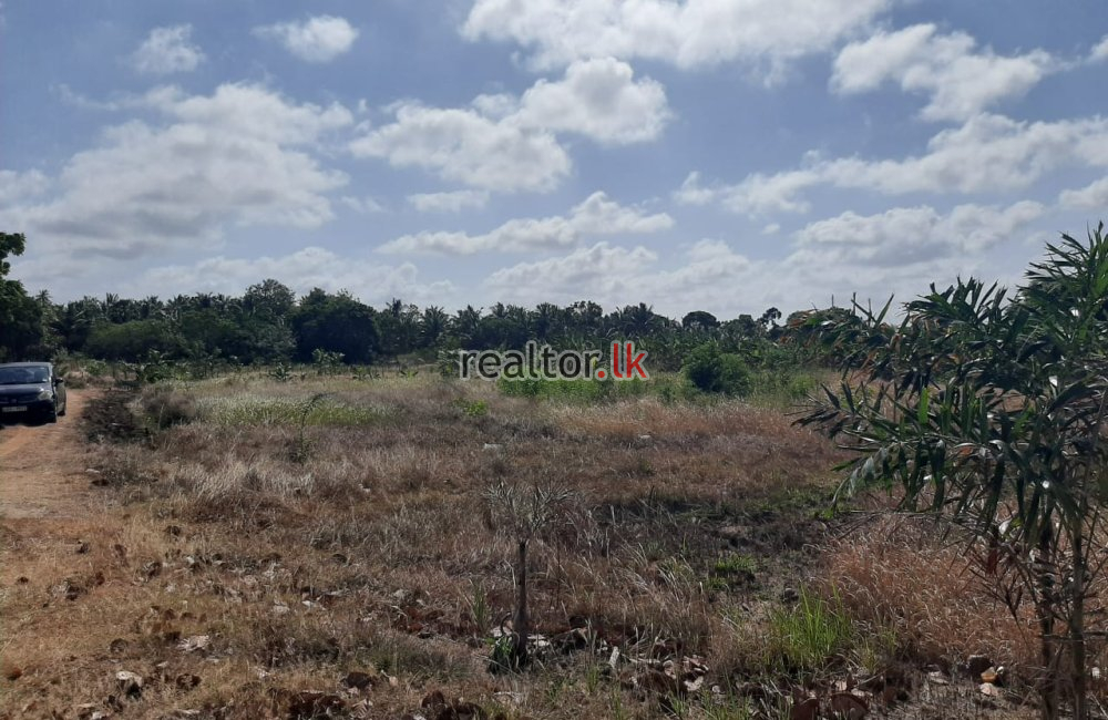 Coconut Estate For Sale At Mundalama Chilaw