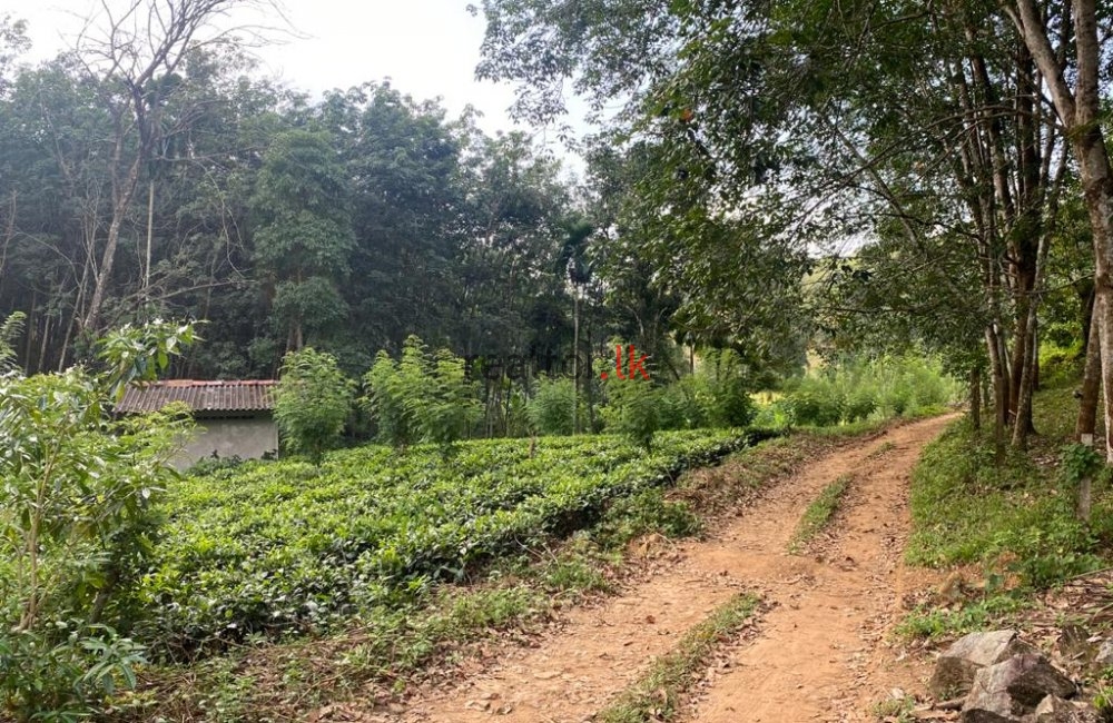 Rubber and Tea Estate For Sale At Pinnawala