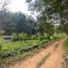 Rubber and Tea Estate For Sale At Pinnawala