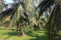 Facing Maha Oya Negombo Land For Sale