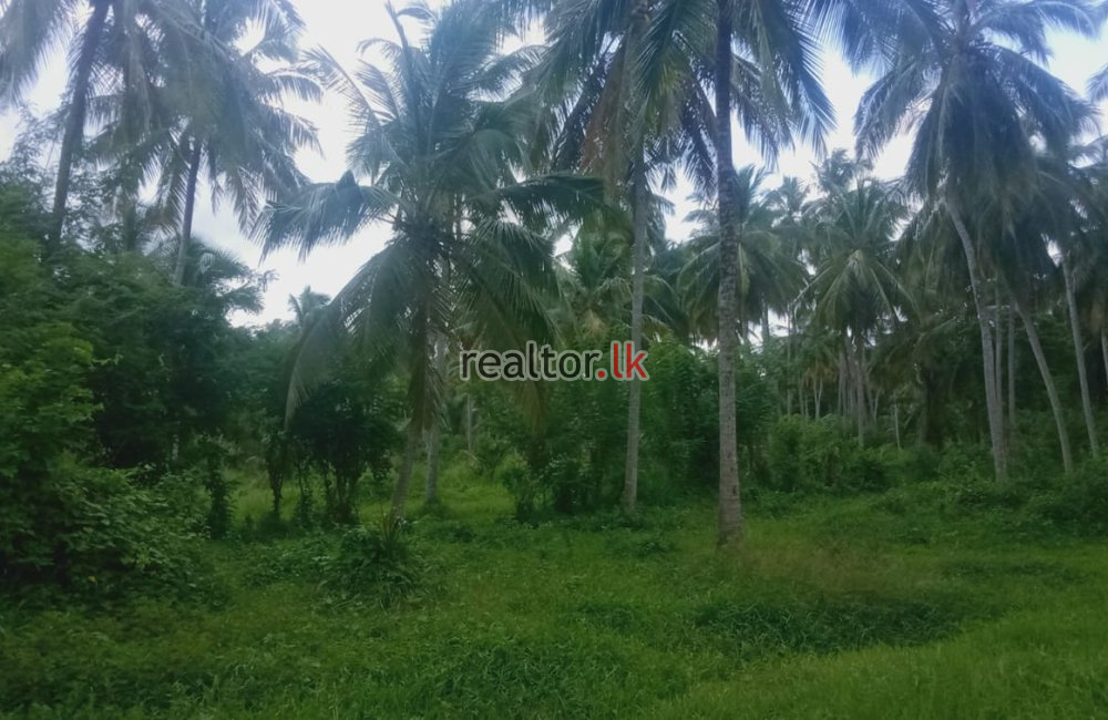 Coconut Estate In Kurunegala For Sale