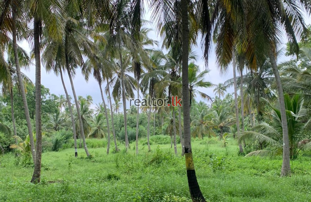 Coconut Estate For Sale In Wariyapola Kurunegala