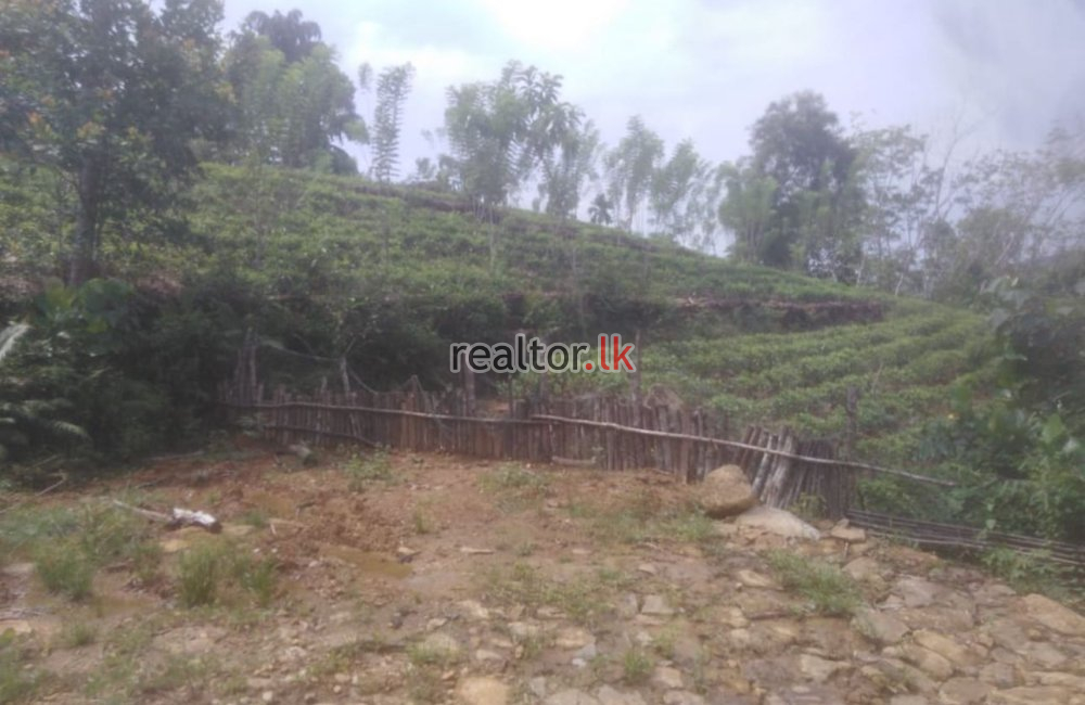 Half Cultivated Estate For Sale At Ingiriya