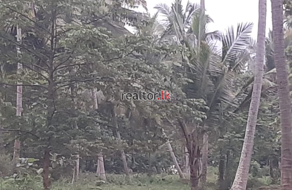 Coconut Estate For Sale At Dankotuwa